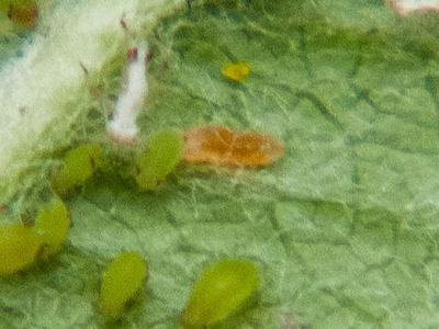 Midge larva