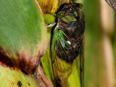 Annual cicada