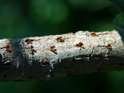 Periodical cicada damage on apple branch