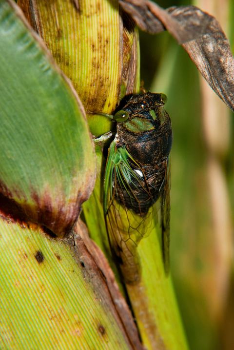 MiscArthropods-Hemiptera 140821 031