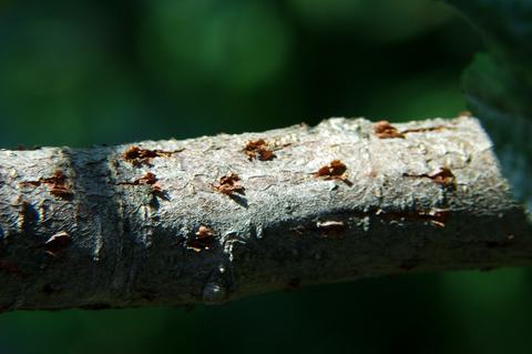 MiscArthropods-Hemiptera 141118 060