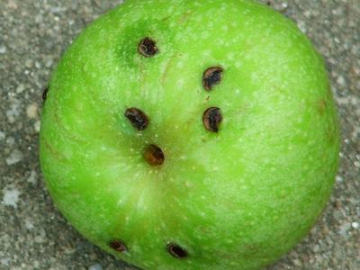 Plum curculio oviposition scars on apple
