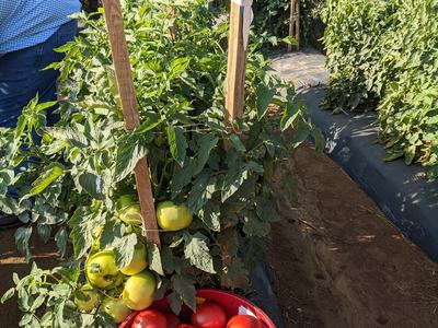 tomatoes in a bushel basket