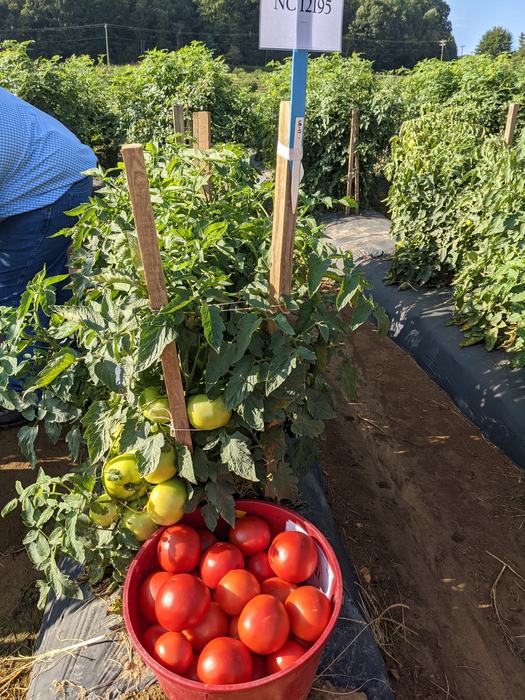 tomatoes in a bushel basket