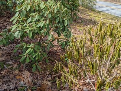 droopy rhododendron