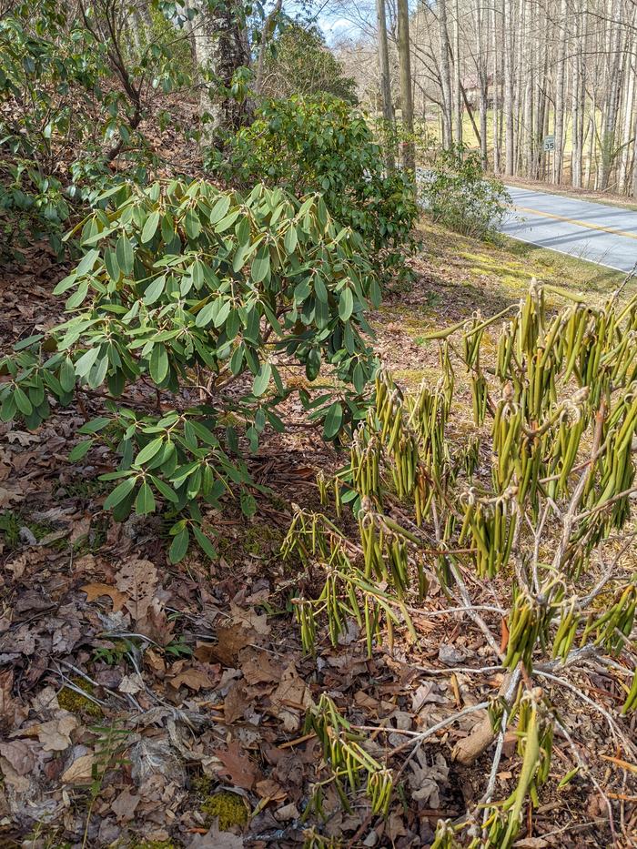 droopy rhododendron