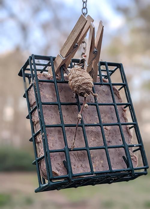 Green wire suet feeder holding a suet block and clothespins with a small mud wasp nest attached