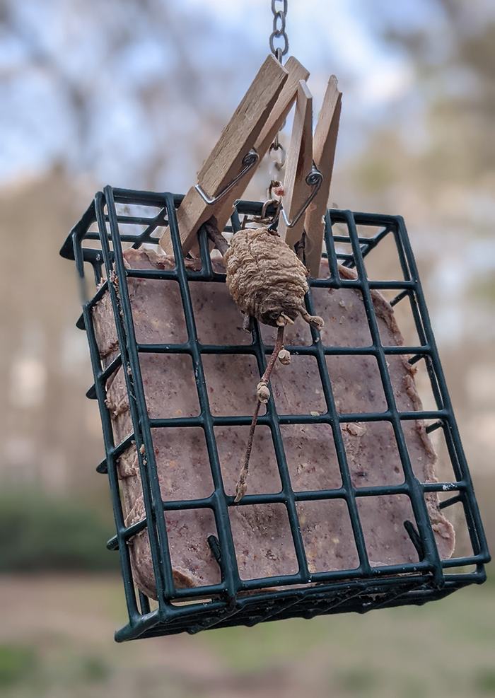 Suet feeder with clothespins and small paper wasp nest attached to twig