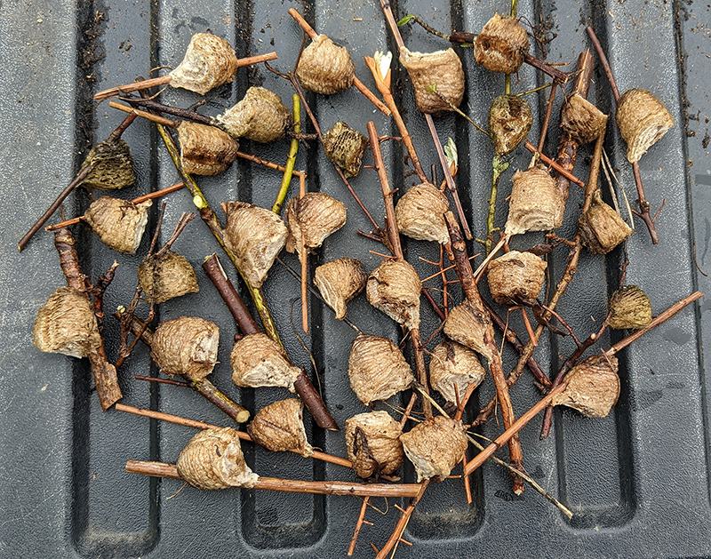 Cluster of small empty paper wasp nests attached to twigs on a ribbed plastic surface