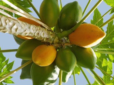 Papaya