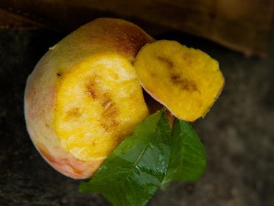 BMSB feeding damage on peach.