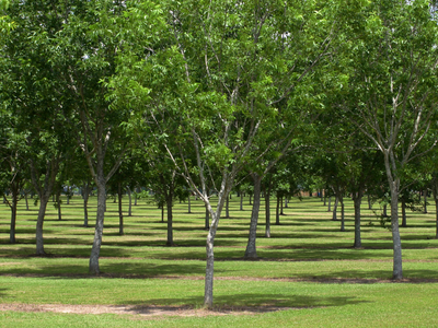 Orchard of Pecan Trees, How to Grow an Orchard in North Carolina, North Carolina Trees, North Carolina Forests, North Caroline Climate, Things to do in Charlotte, Things to do in Union County, Things to do in North Carolina, Charlotte, Union County, Monro