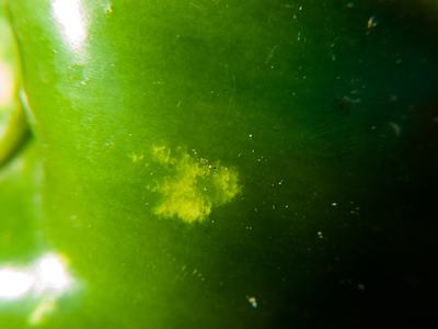 Close-up of stink bug feeding marks.