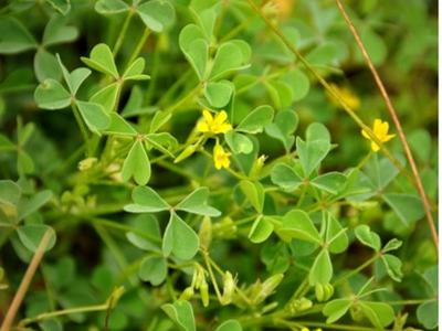 Green clover-like leaves with small yellow flowers clustered among thin stems