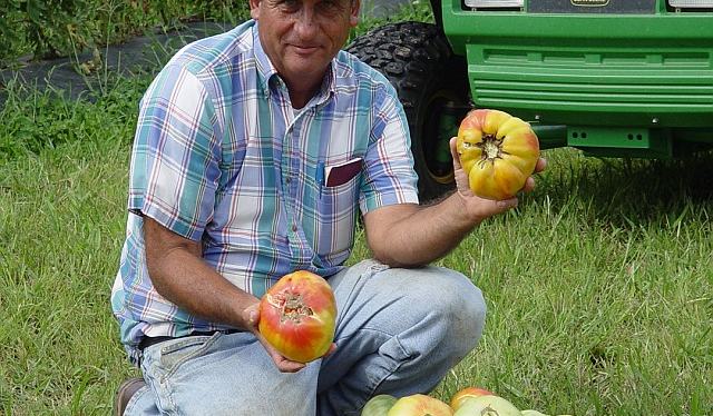 Mountain Series Tomatoes - Henderson County Center | N.C.