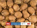 seed potato image