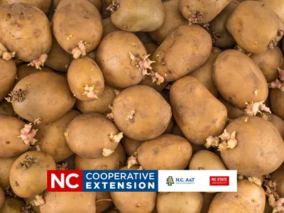 seed potato image