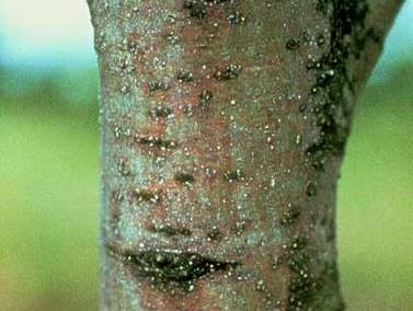San Jose scale on bark