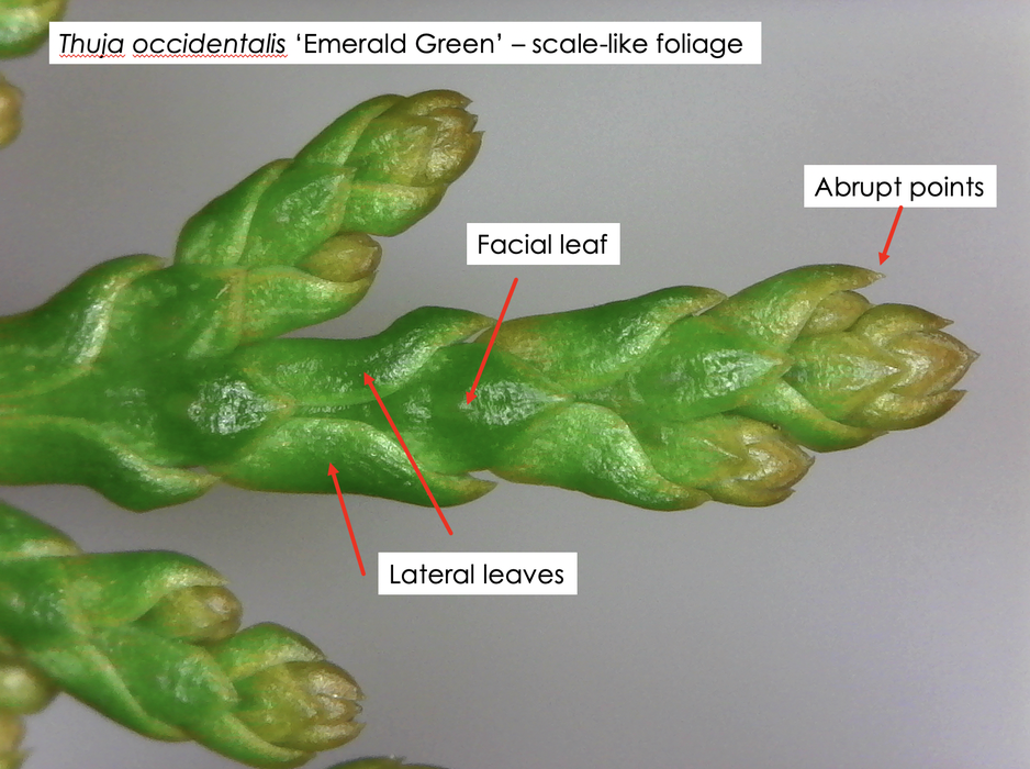 description of leaf