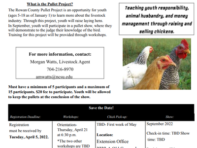 Pullet Project Flyer 1