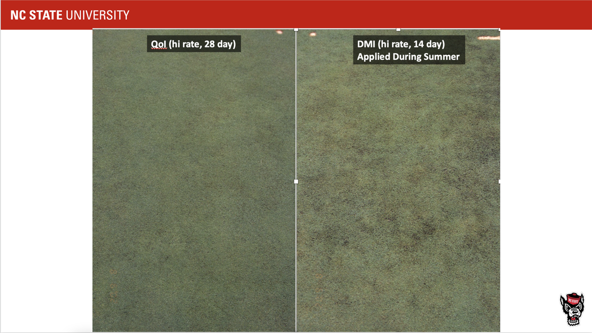NC STATE at top; left turf "Qol (hi rate, 28 day)"; right turf "DMI (hi rate, 14 day) Applied During Summer"