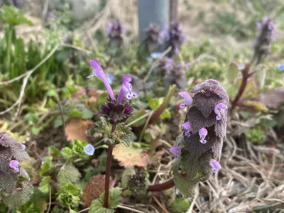 Purple henbit flowers with tubular blooms and scalloped leaves among grass and dry straw