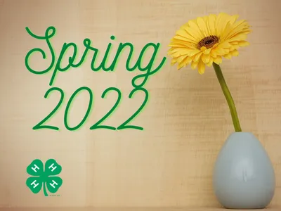 Yellow gerbera in blue vase on wood background; green "Spring 2022" text and 4‑H clover