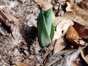 Spring bulb