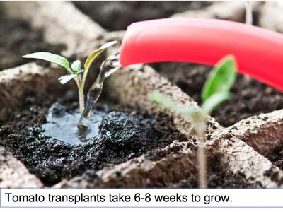up close of watering a tomato transplant