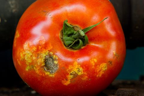 Tomato-pest_non.leps 130905 032