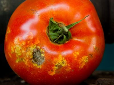 Stink bug feeding damage on tomato.