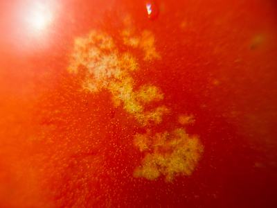 Stink bug feeding damage on tomato.