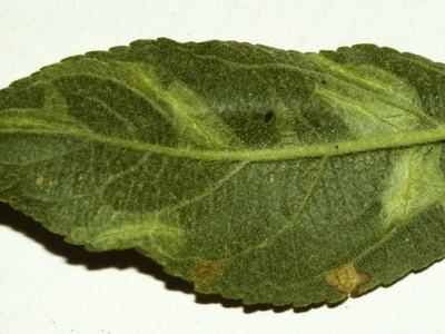 Spotten tentiform leafminer mines on apple leaf
