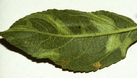 Spotten tentiform leafminer mines in apple