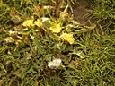 Winter weeds