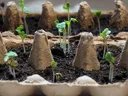 seeds growing