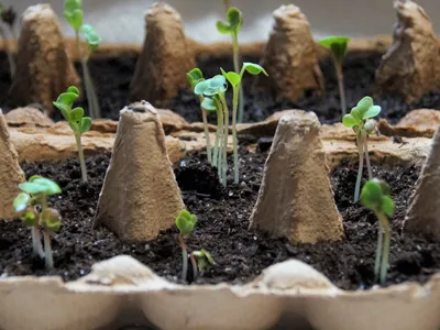 seeds growing