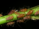 Aphids