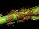 Aphids
