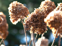 Dead heads on hydrangea