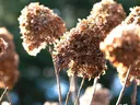 Dead heads on hydrangea