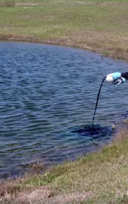 Picture of person pouring a pond dye into a pond