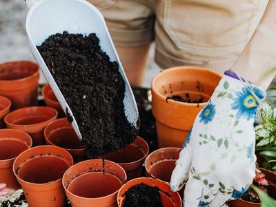 Potting plants