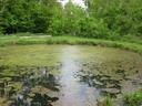 Small algae-covered pond bordered by grassy bank and dense green trees