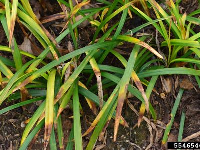 Clump of grass-like leaves with yellowing and brown necrotic tips