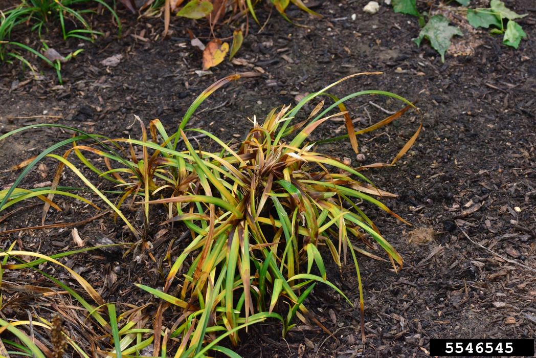 Clump of yellowing ornamental grass on mulch with ID number 5546545