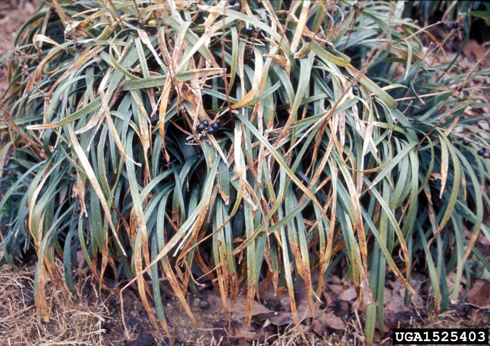 Clump of liriope grass with browning leaves and small black berries; label "UGA1525403"