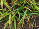 Clump of grass-like leaves with yellowing and brown necrotic tips