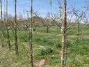 Apple Rootstock