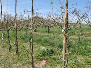 Apple Rootstock